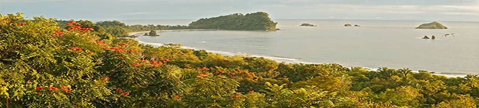 Malinche Trees Manuel Antonio